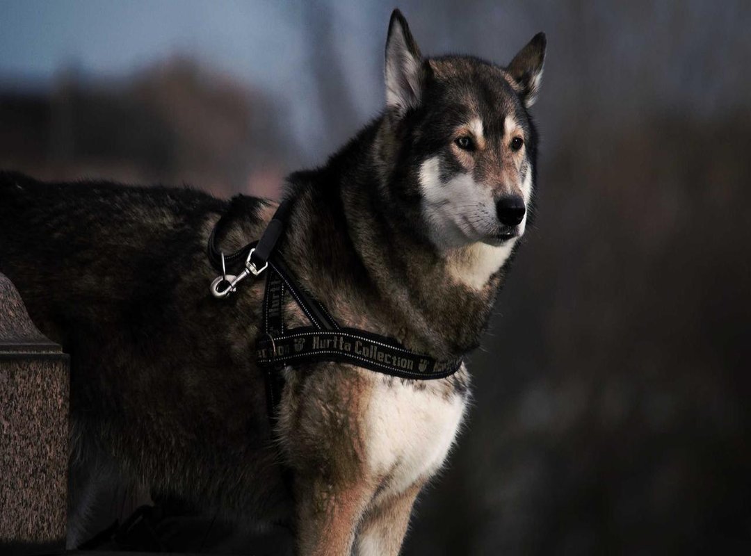 Where to Buy Authentic Karseell Collagen in Chile (And What to Avoid)