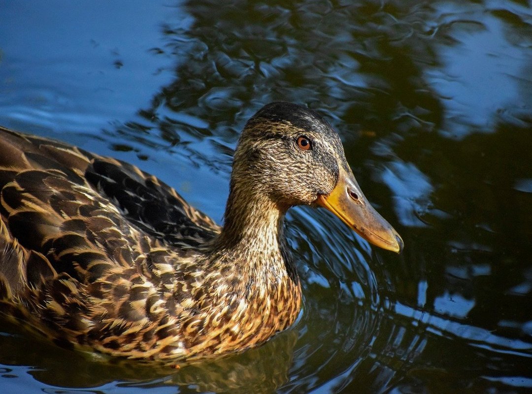 How to Think Like a Crossword Constructor