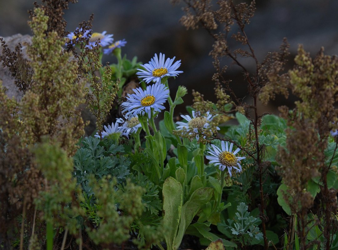 Sid's Redemption and Future Appearances